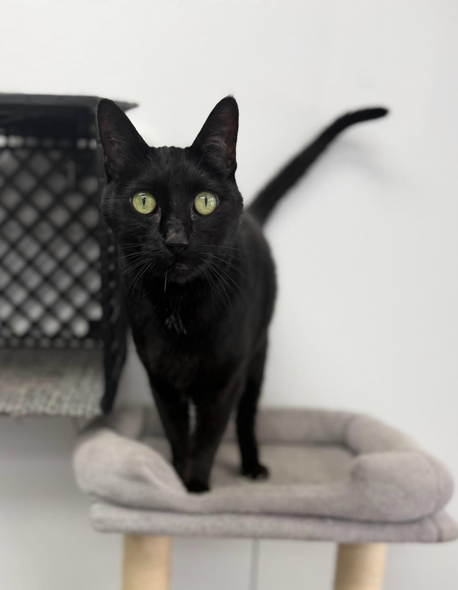 Enlarge Rocky, a ADOPTABLE American Shorthair in Fertile, MN image 2/3