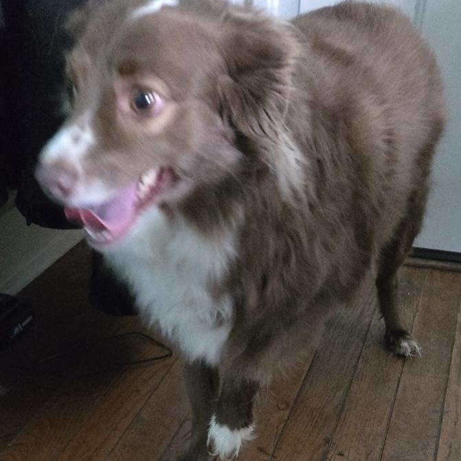 Cooper, Adult Male unknown