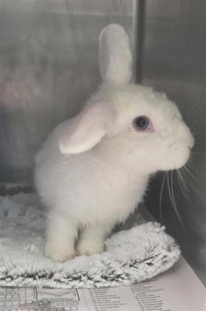 Enlarge Casper, a Adoptable Dwarf in Largo, FL image 1/1