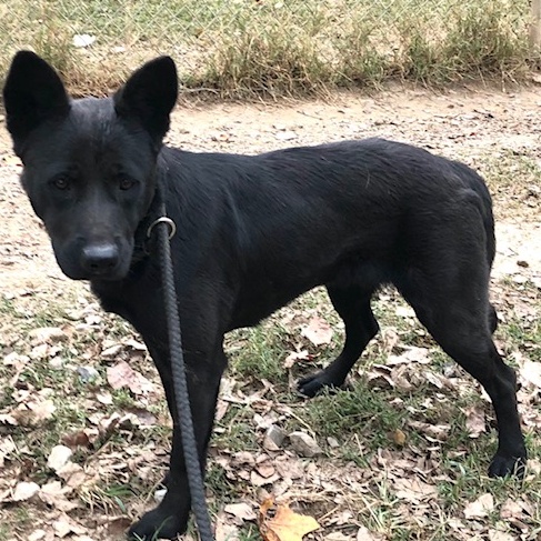 Sammy, Adult Male unknown