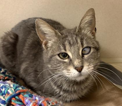 Chiquita, Adoptable, Kitten Female Domestic Short Hair & Domestic Short Hair.