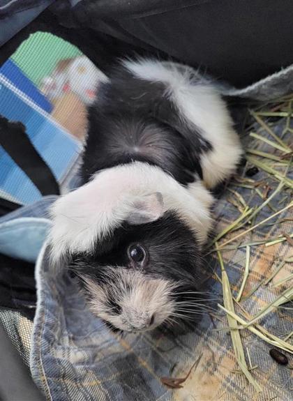 Cookie, Adoptable, Adult Female Guinea Pig.