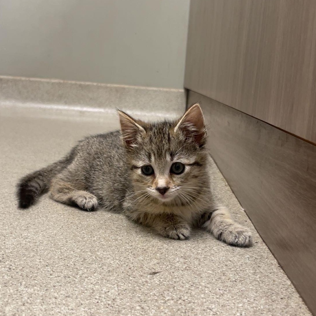 Daphne, Adopted, Kitten Female Domestic Short Hair.