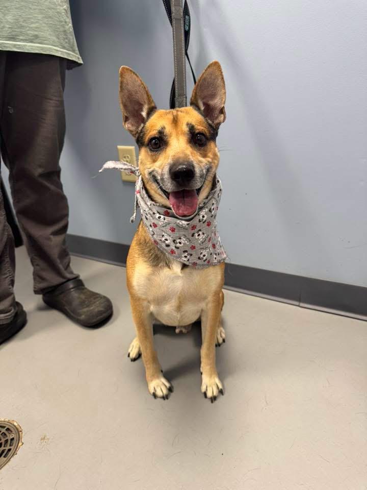 Little Bit, an adopted Terrier in Zanesville, OH image 2/2