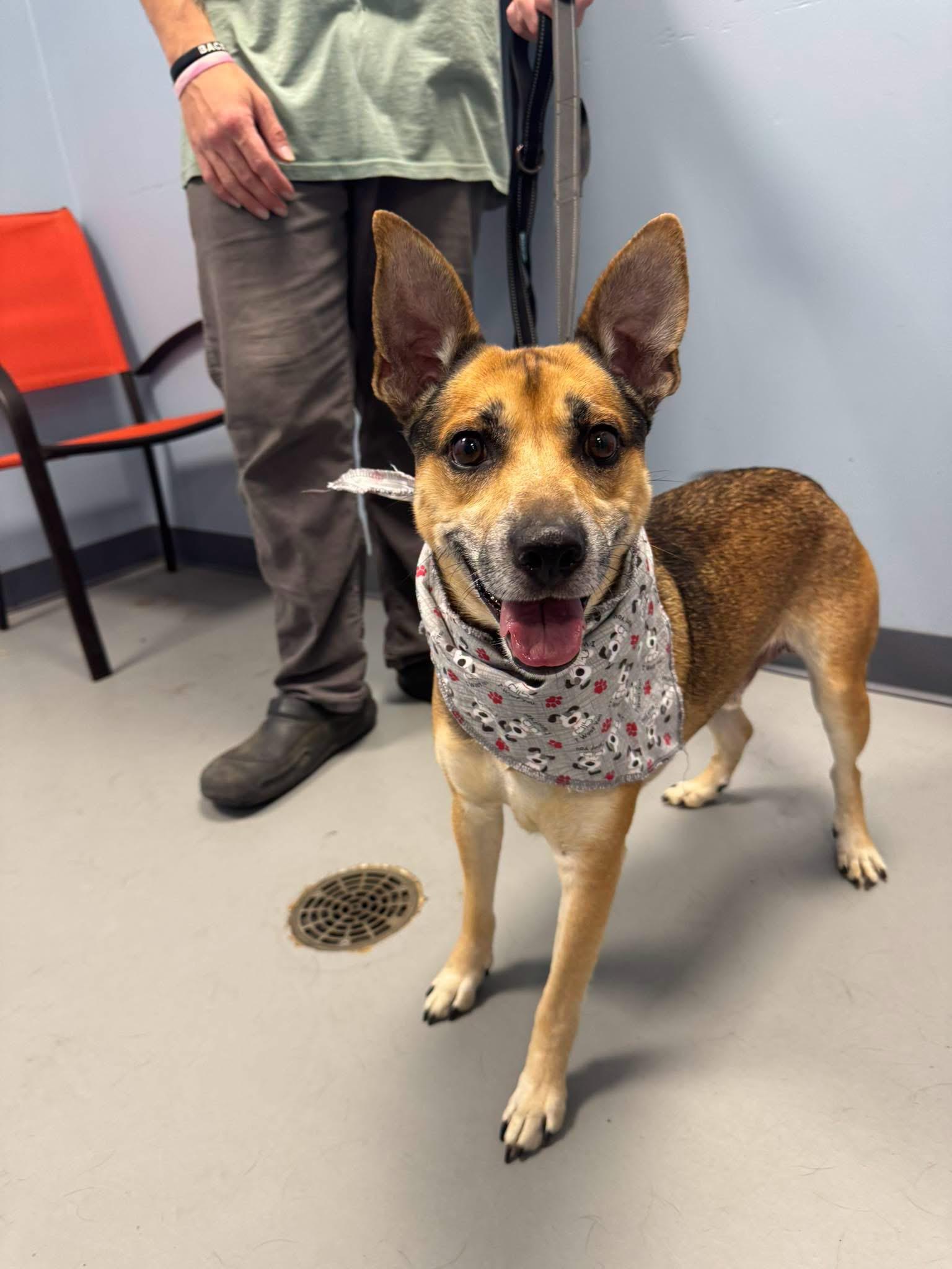 Little Bit, adopted, Senior Male Terrier.