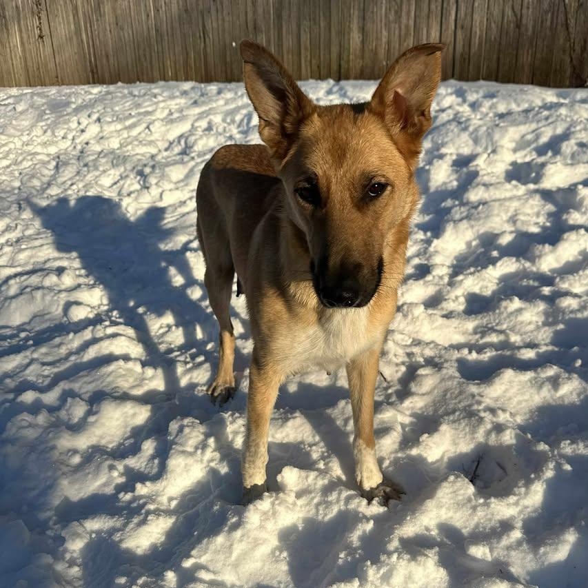 Zara, adopted, Young Female German Shepherd Dog.