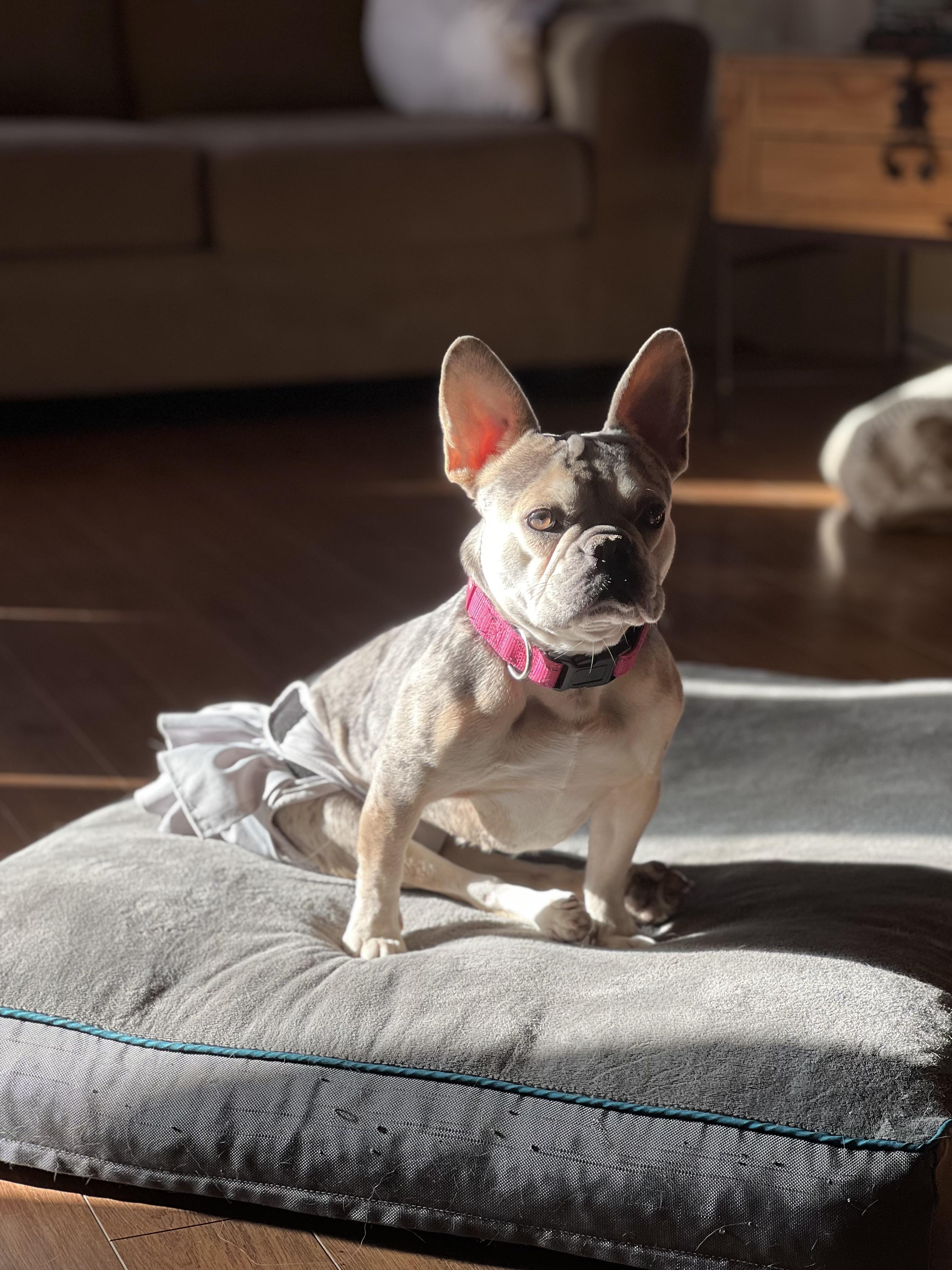 Enlarge Zoey, a Adoptable French Bulldog in Simi Valley, CA image 6/6