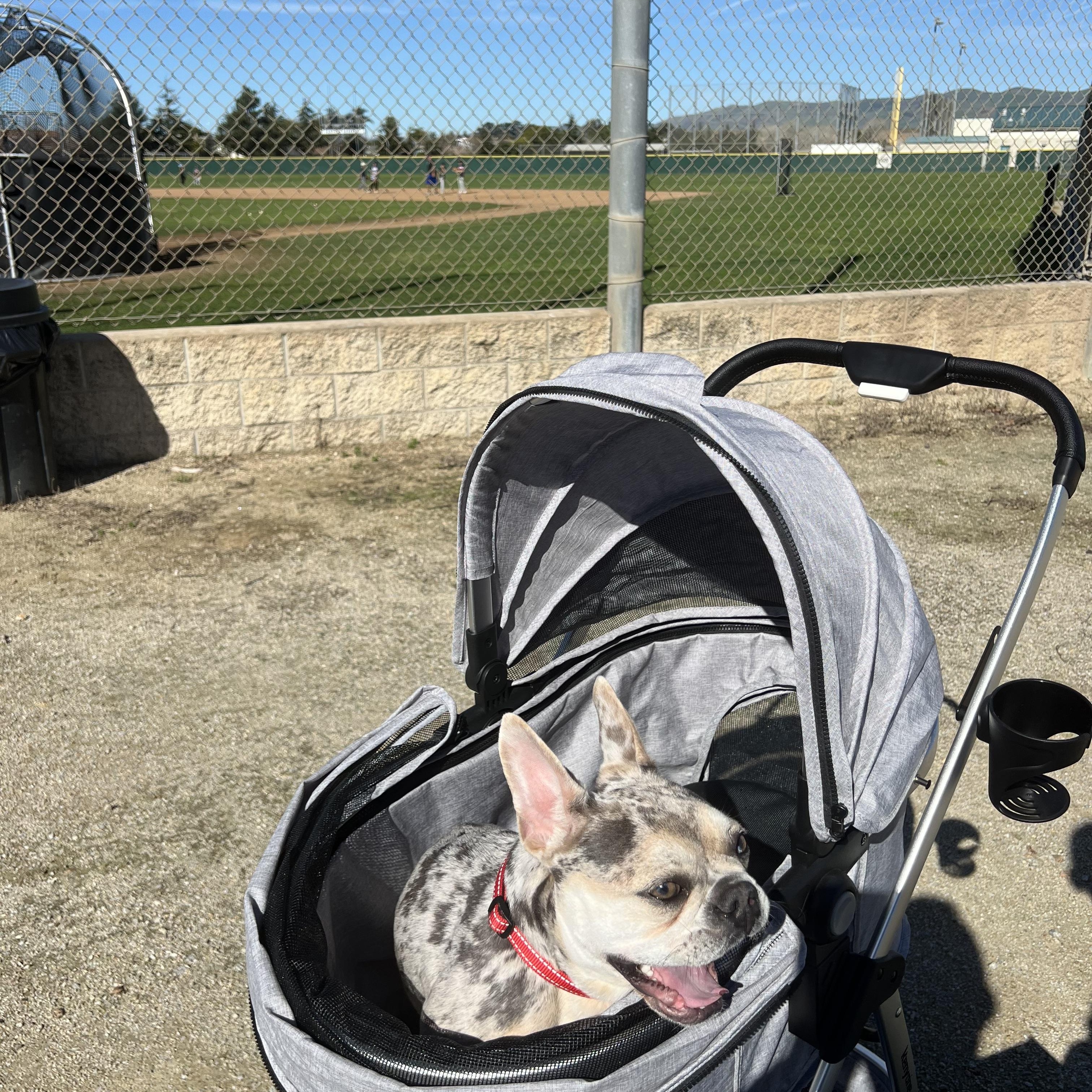Enlarge Zoey, a Adoptable French Bulldog in Simi Valley, CA image 3/6