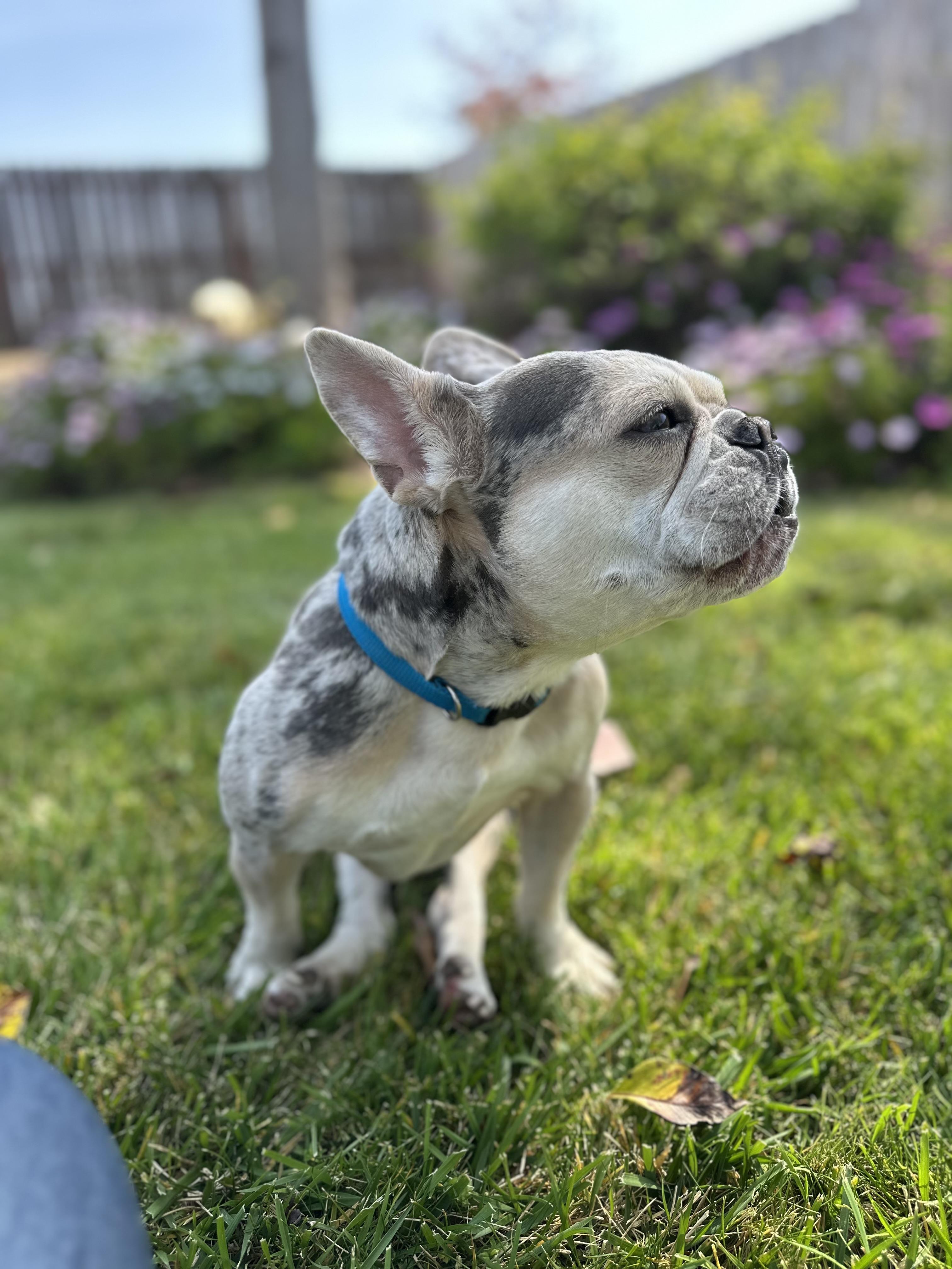 Enlarge Zoey, a Adoptable French Bulldog in Simi Valley, CA image 4/6