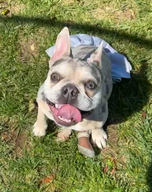 Enlarge Zoey, a Adoptable French Bulldog in Simi Valley, CA image 1/6