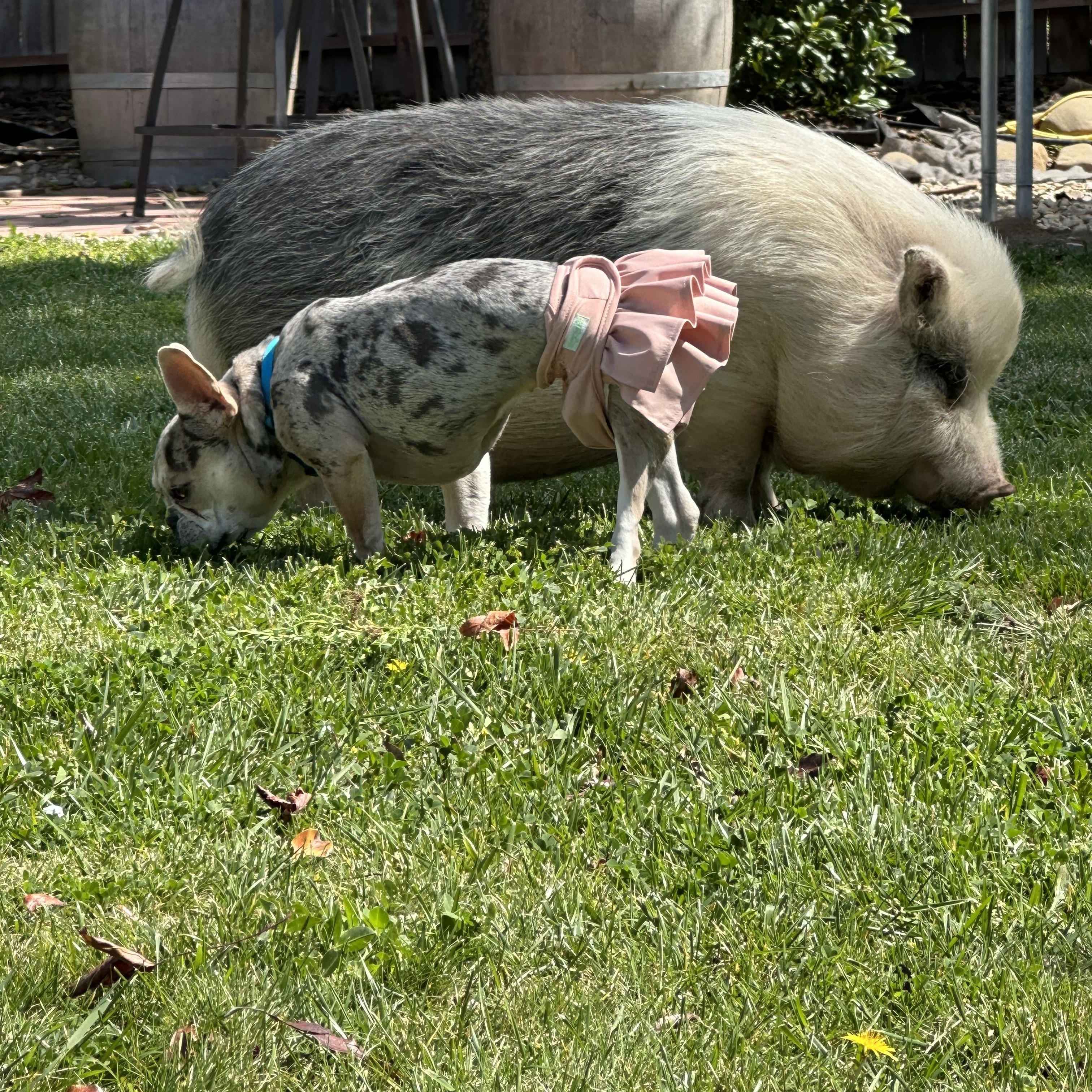 Enlarge Zoey, a Adoptable French Bulldog in Simi Valley, CA image 2/6