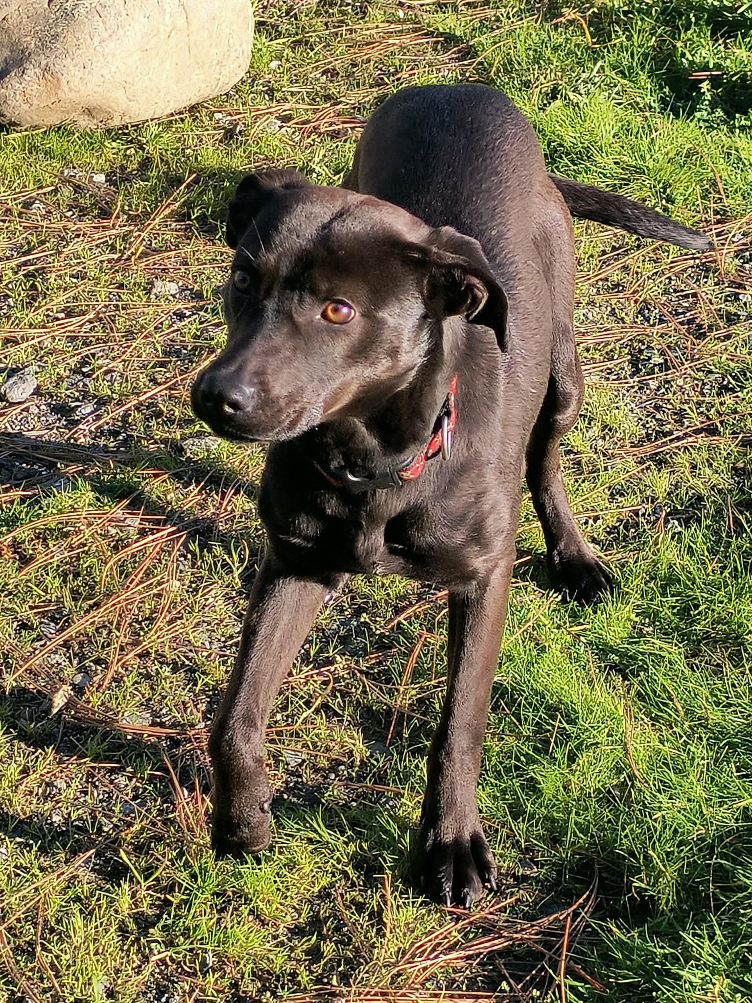 Enlarge Noodles, a ADOPTABLE Cattle Dog in Weaverville, CA image 2/5