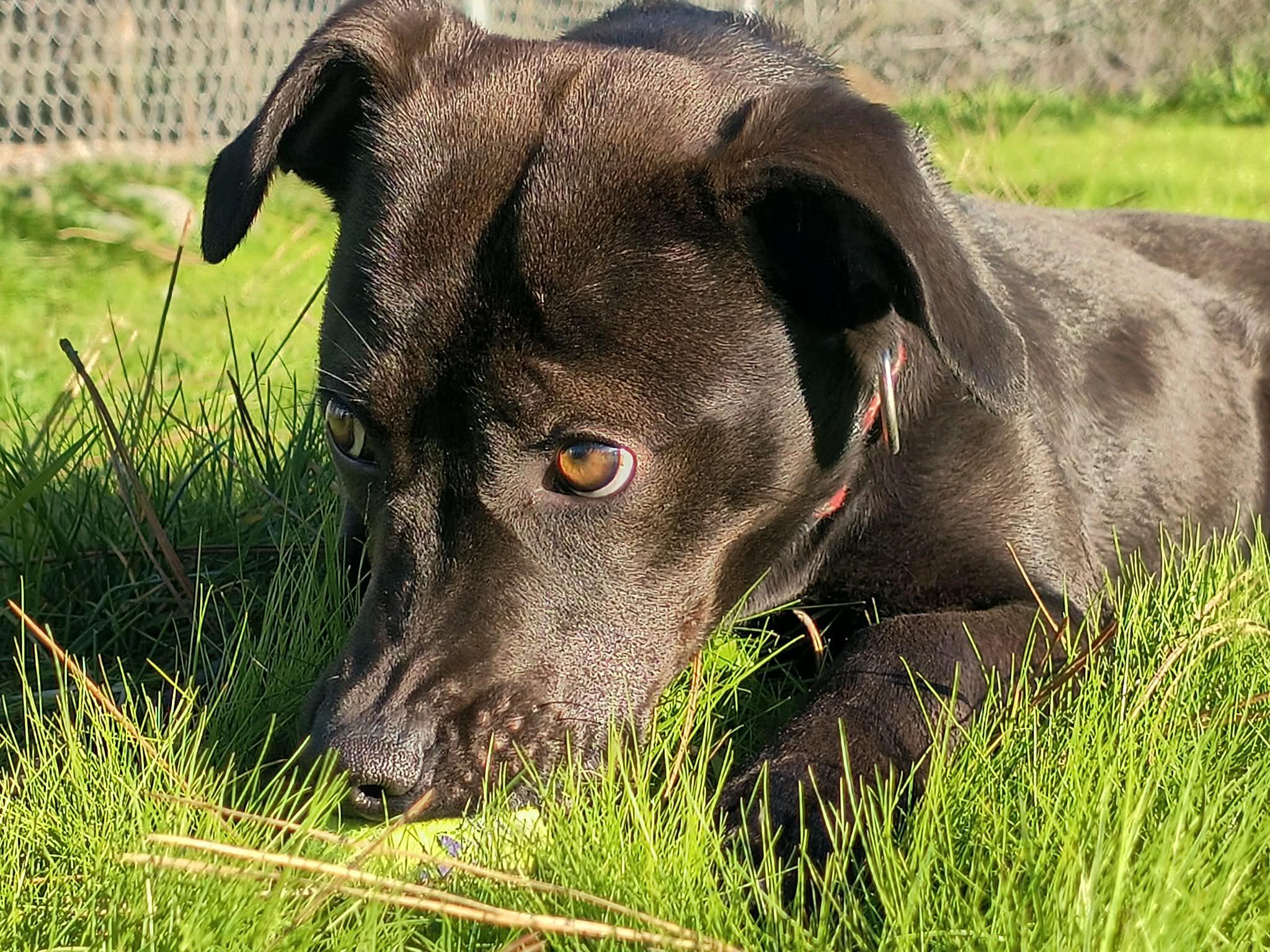 Enlarge Noodles, a ADOPTABLE Cattle Dog in Weaverville, CA image 1/5