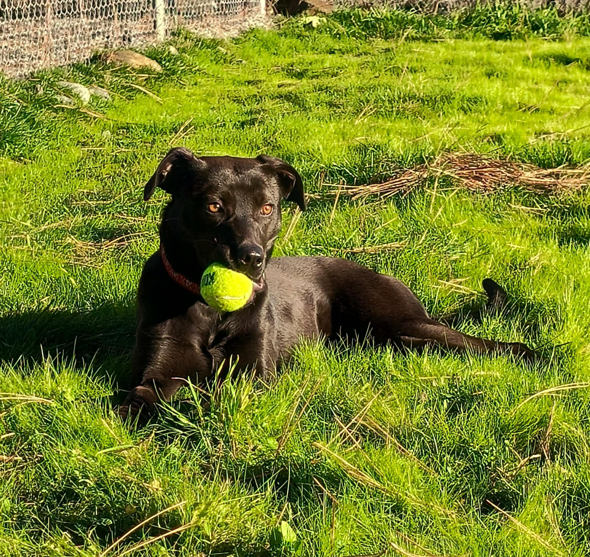 Enlarge Noodles, a ADOPTABLE Cattle Dog in Weaverville, CA image 4/5
