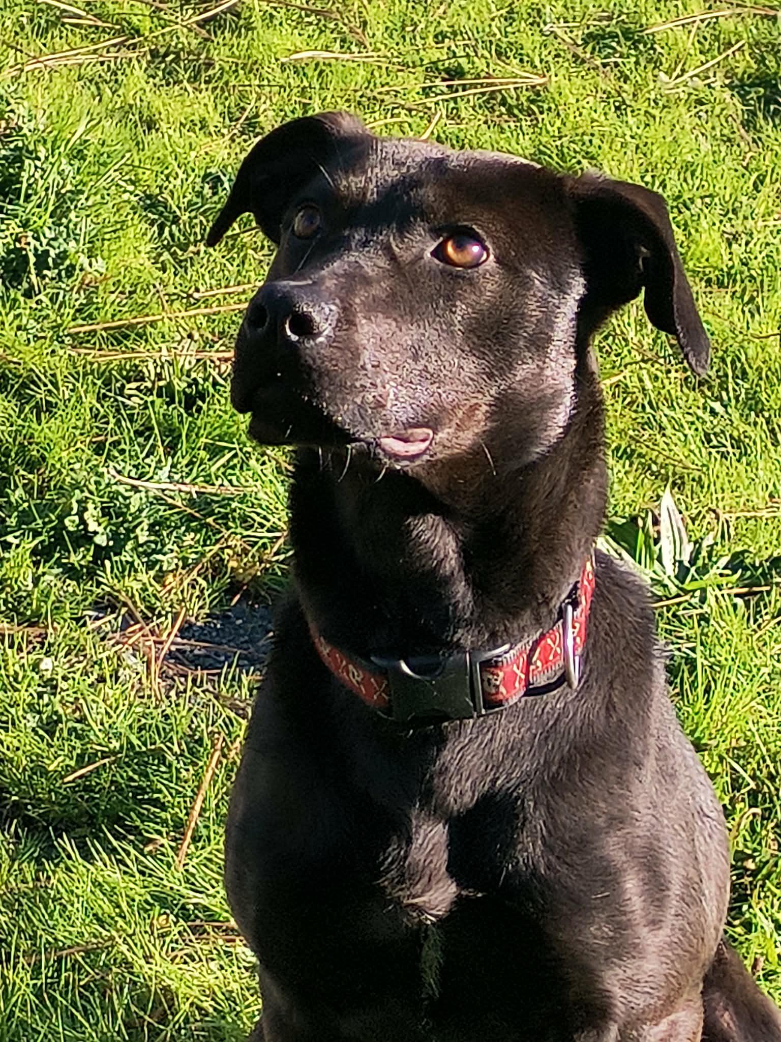 Enlarge Noodles, a ADOPTABLE Cattle Dog in Weaverville, CA image 3/5