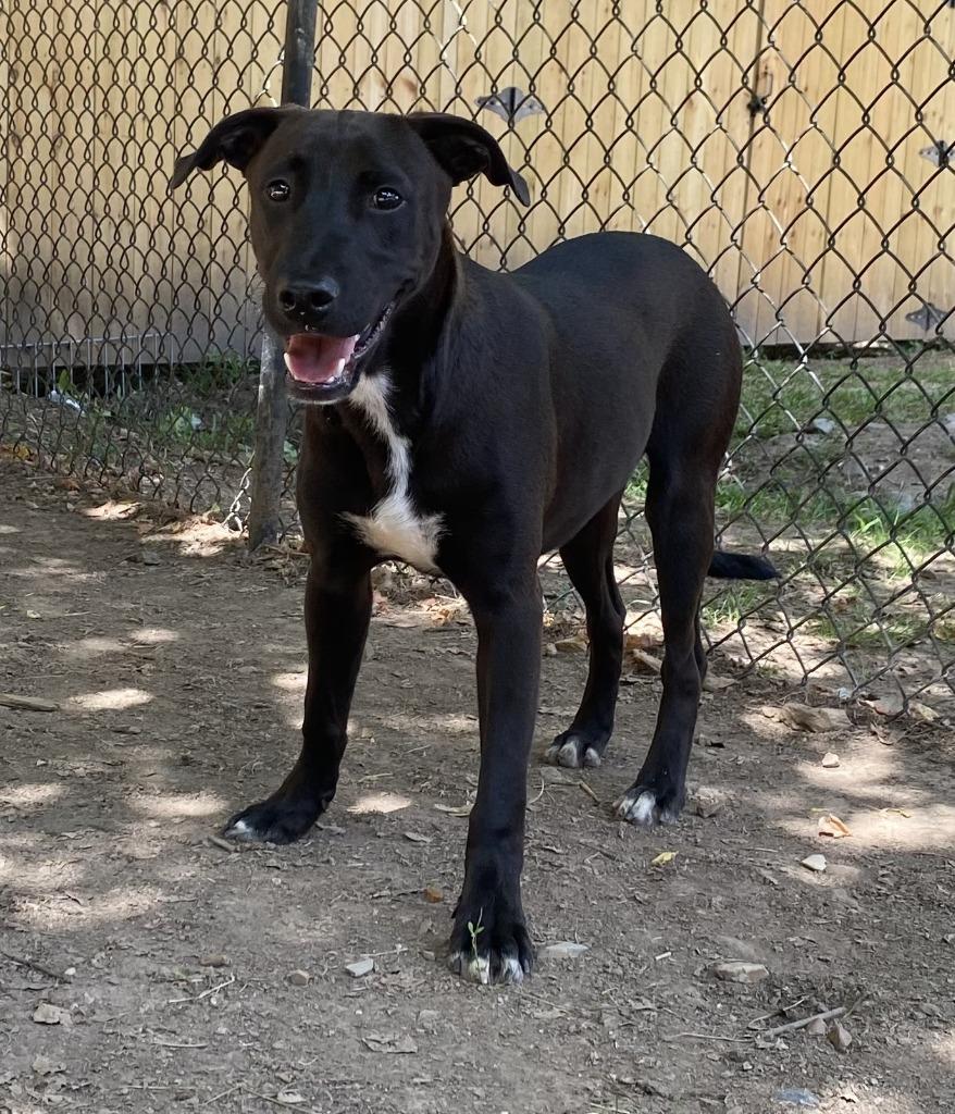Bailey, Adoptable, Young Male Labrador Retriever.