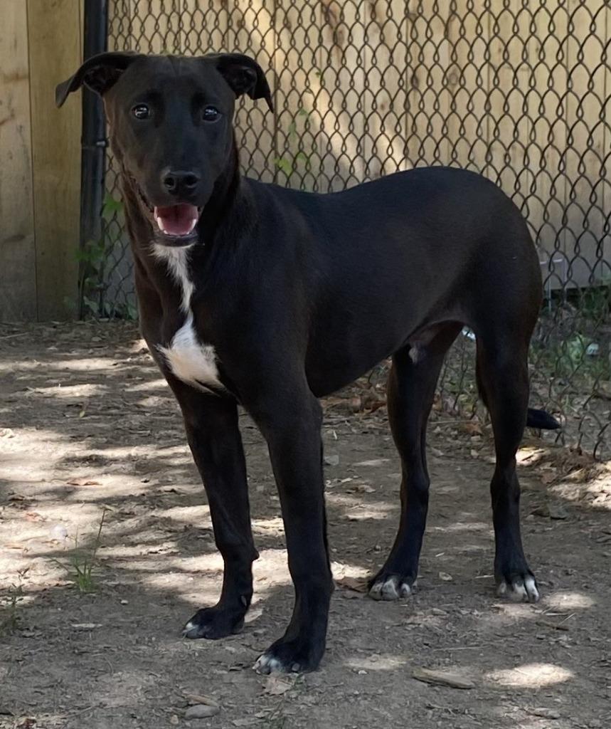 Bailey, a Adoptable Labrador Retriever in Little Rock, AR image 2/2