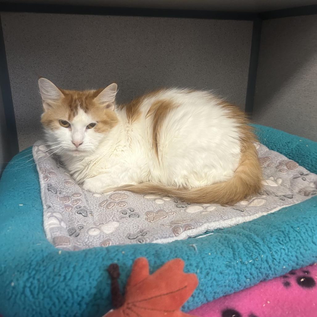 Peaches, Adoptable, Adult Female Domestic Medium Hair.