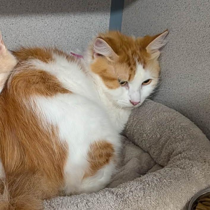 Peaches, a Adoptable Domestic Medium Hair in Greenville, PA image 2/2