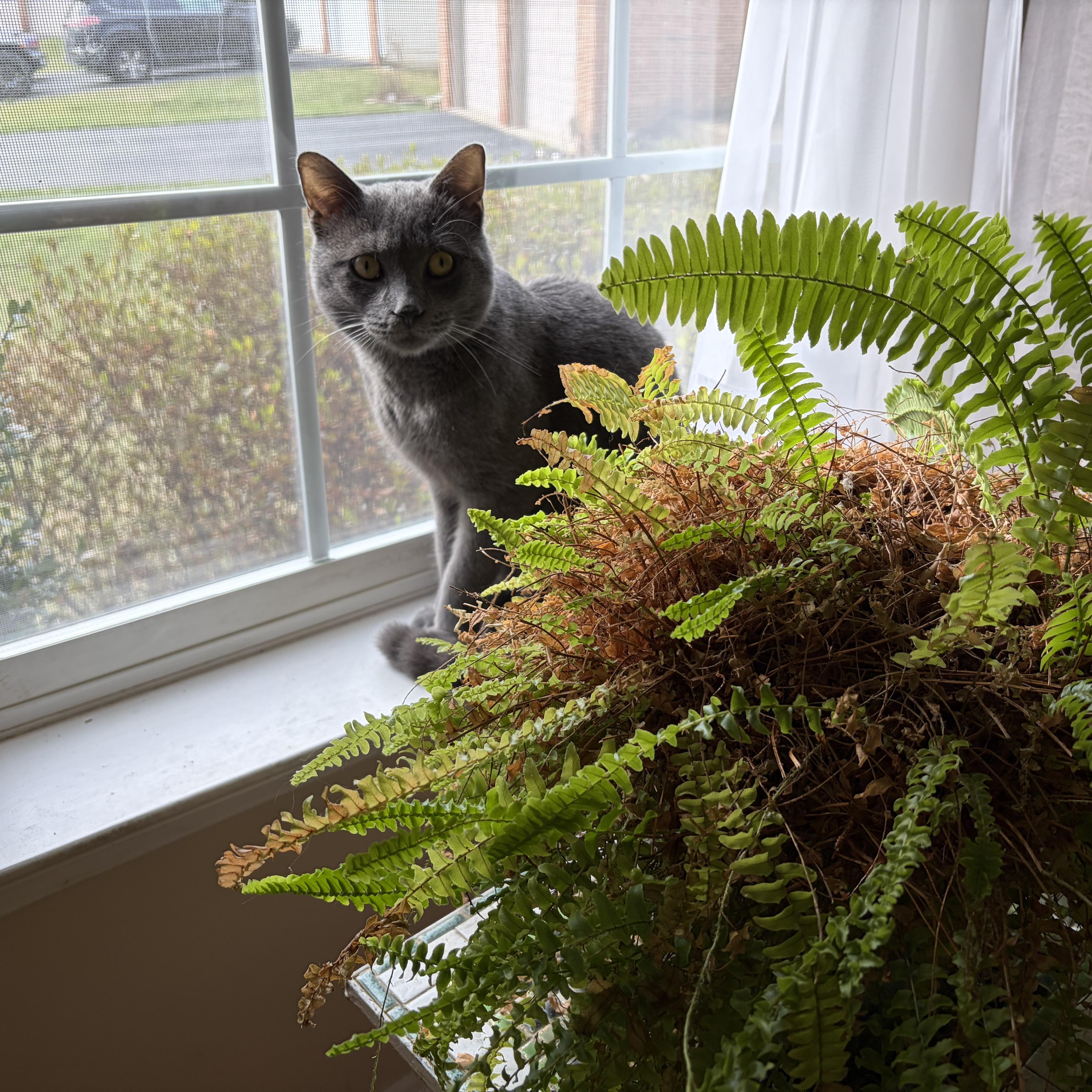 Enlarge Francis , a Adoptable Domestic Short Hair in Beltsville, MD image 1/5