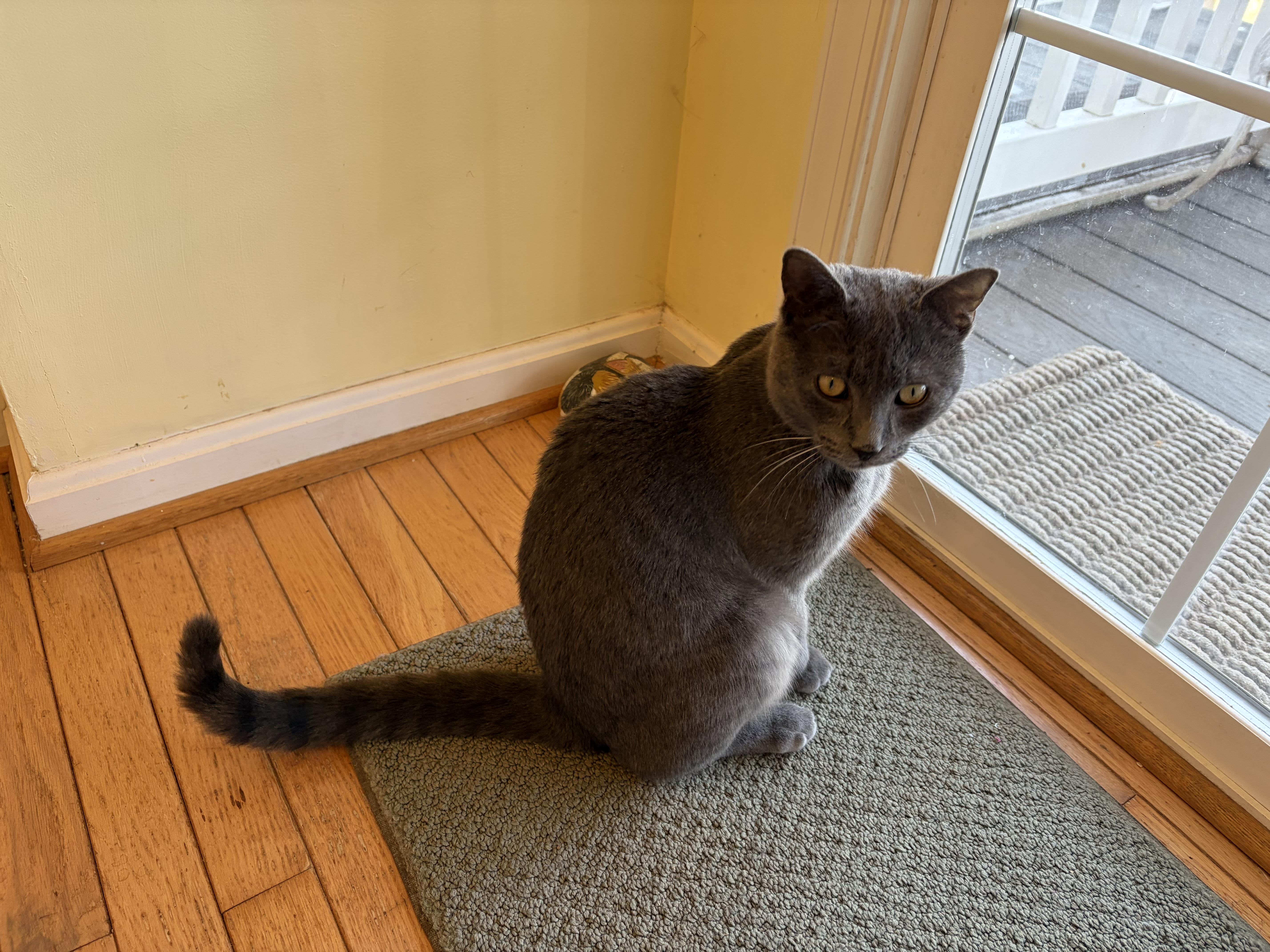 Enlarge Francis , a Adoptable Domestic Short Hair in Beltsville, MD image 2/5