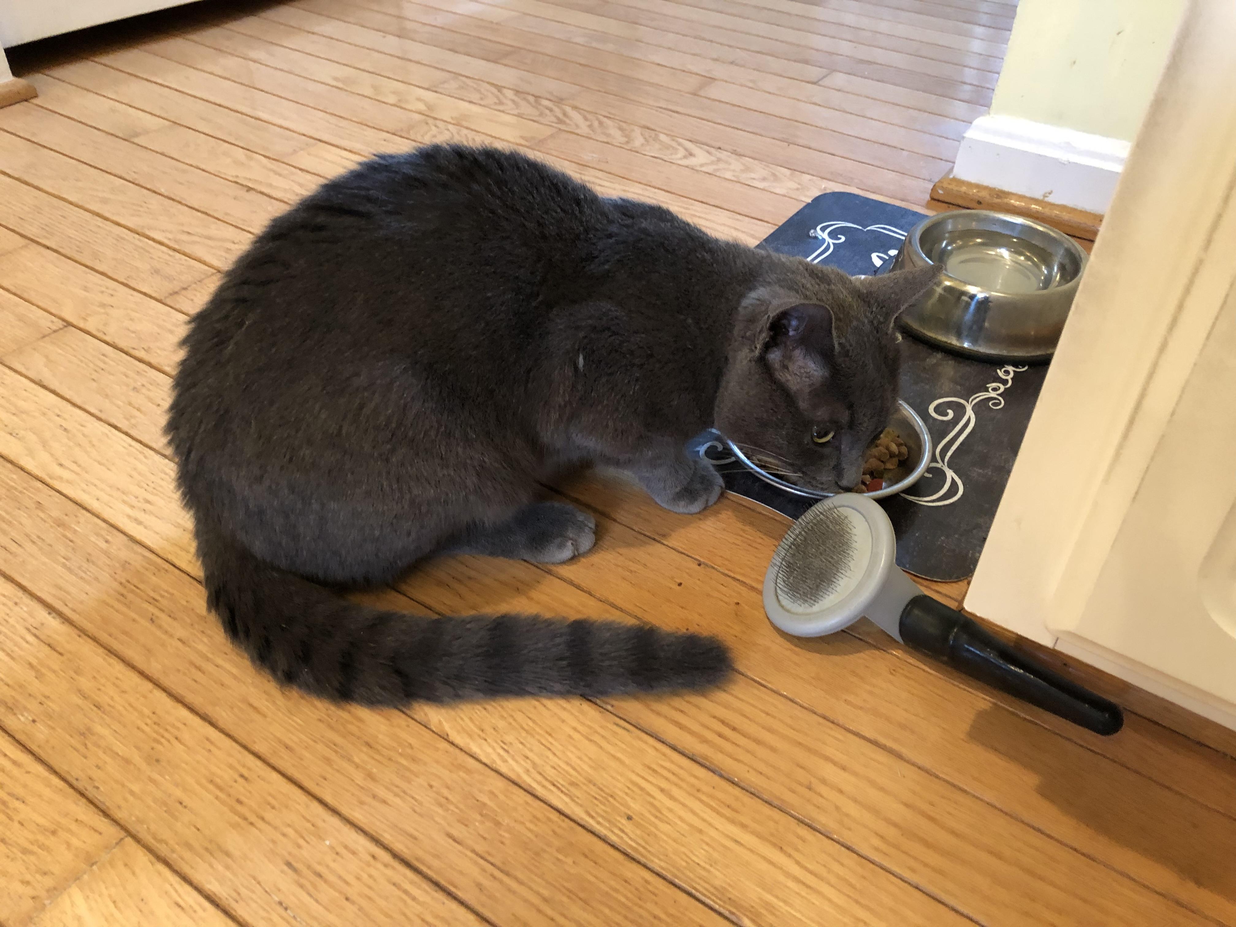 Enlarge Francis , a Adoptable Domestic Short Hair in Beltsville, MD image 3/5