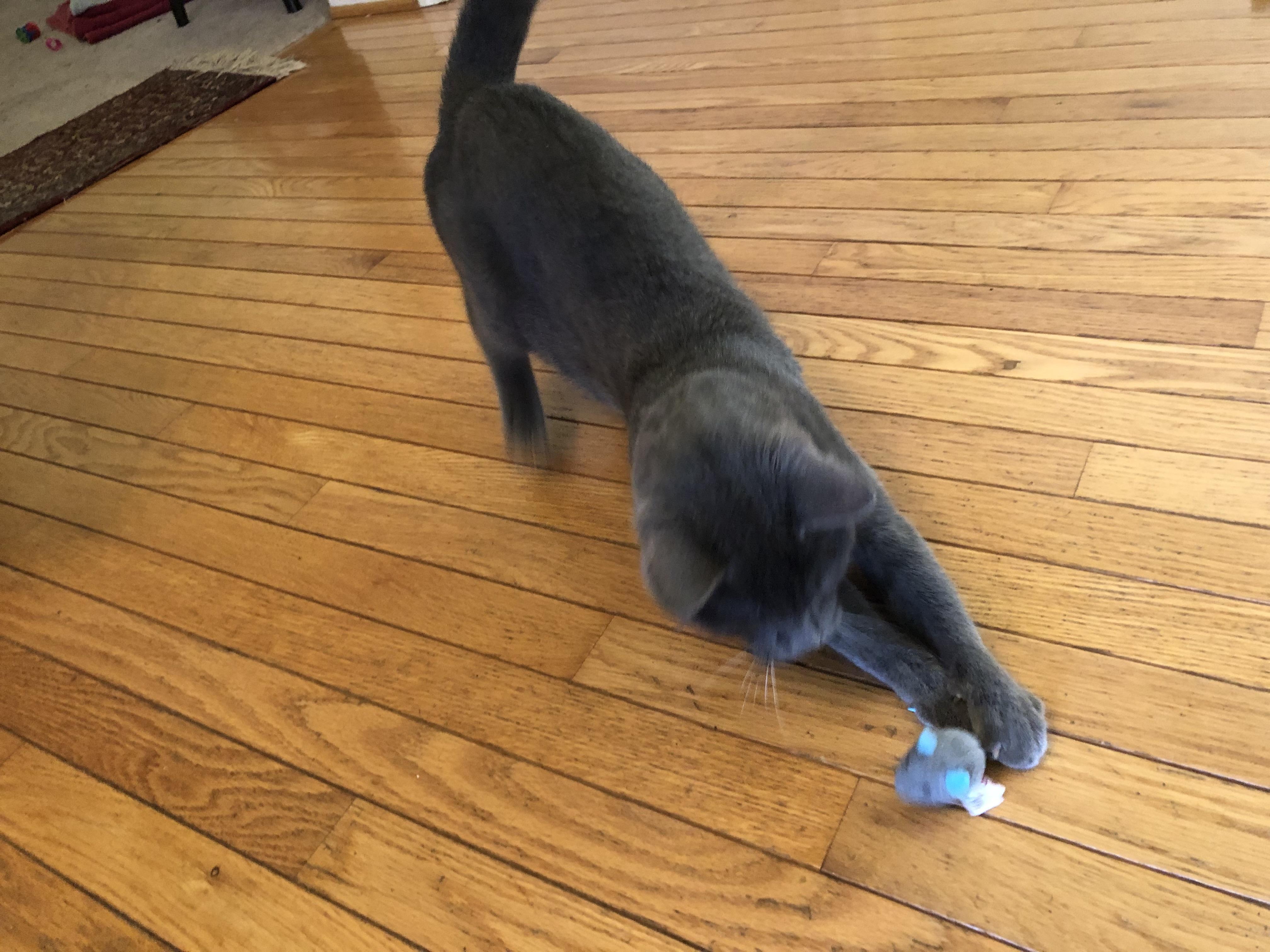 Enlarge Francis , a Adoptable Domestic Short Hair in Beltsville, MD image 4/5