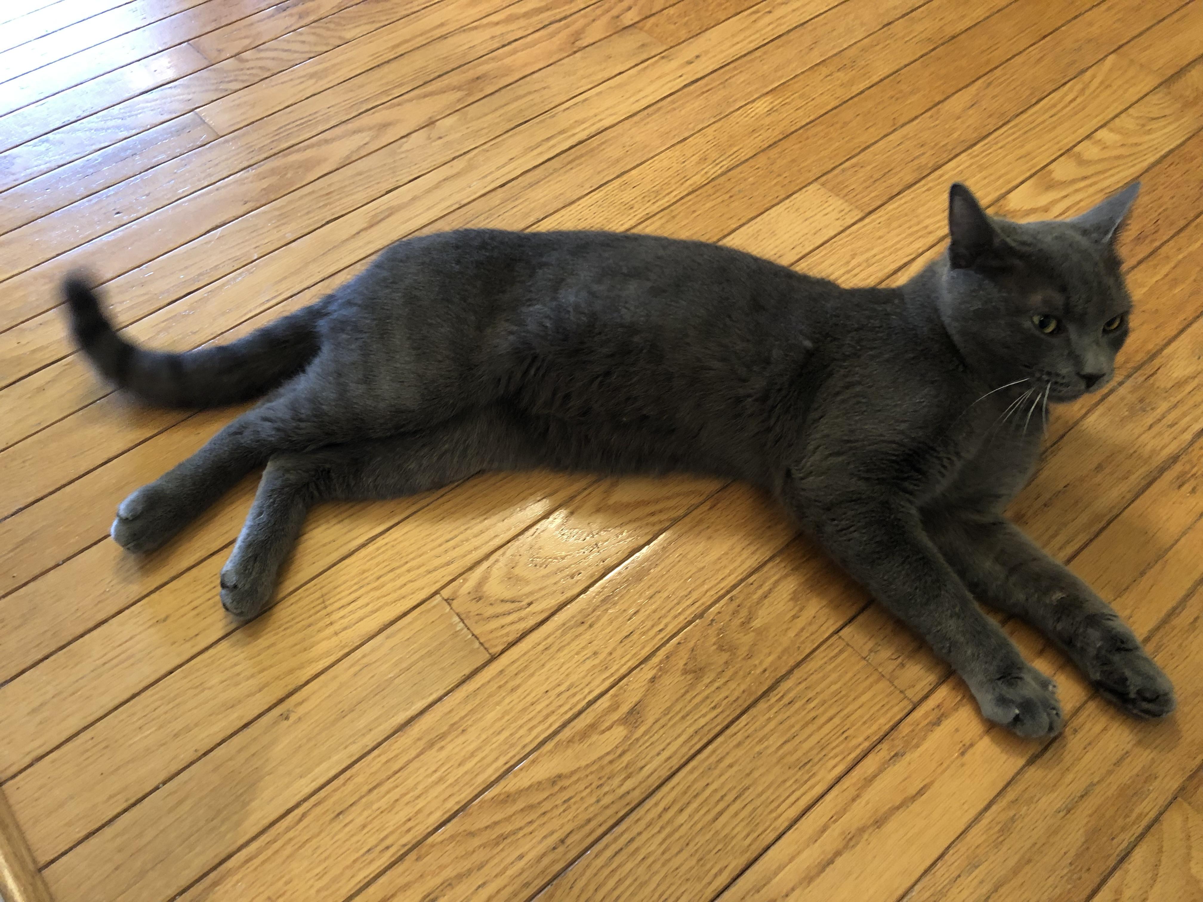 Enlarge Francis , a Adoptable Domestic Short Hair in Beltsville, MD image 5/5