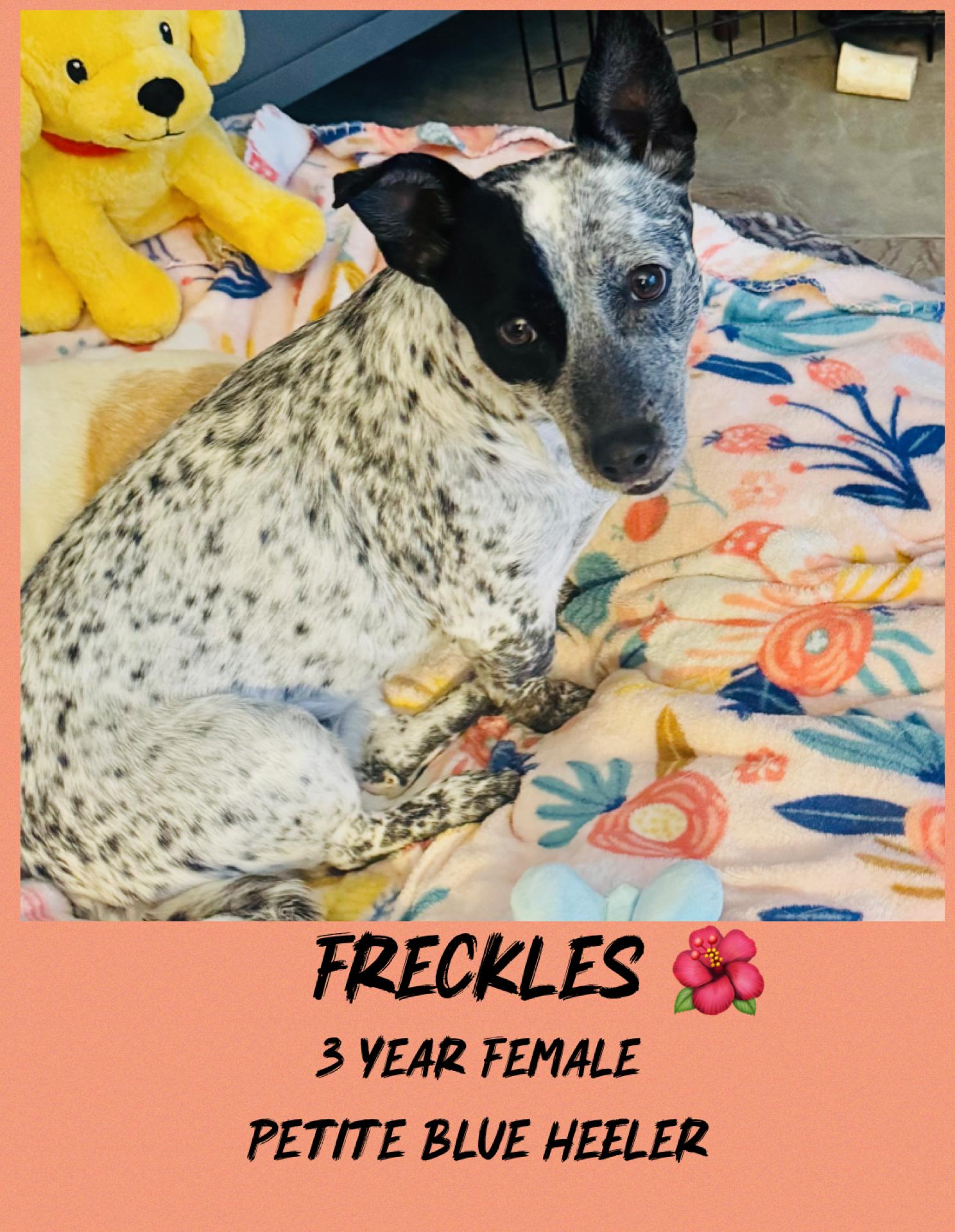 Enlarge FRECKLES – 3 YEAR PETITE BLUE HEELER FEMALE@ PETCO, 5011 E. RAY ROAD, PHX 85044 ON SATURDAY, JAN. 17, a ADOPTABLE Australian Cattle Dog / Blue Heeler in Mesa, AZ image 1/2