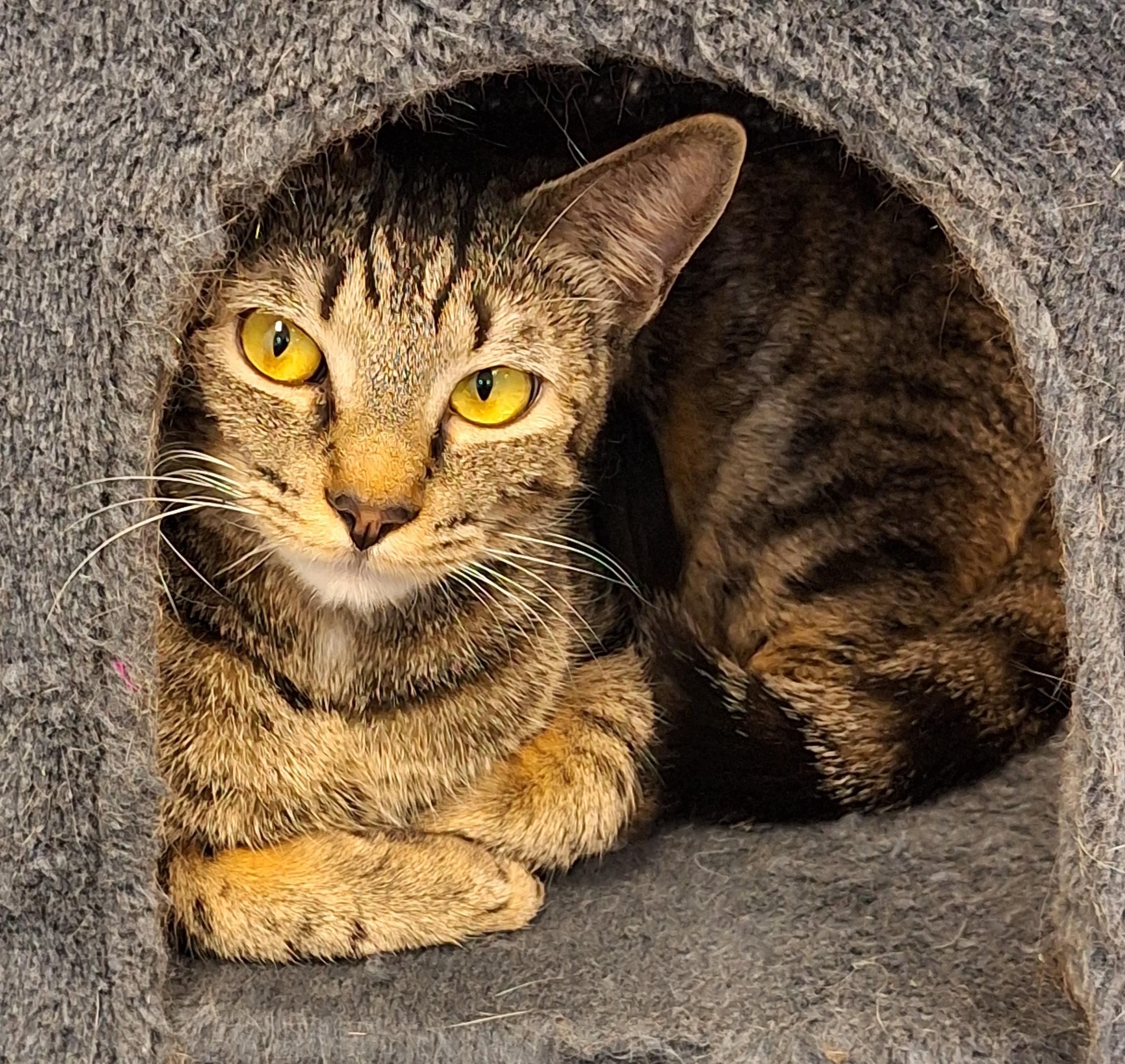 Tutie, an adopted mixed breed in Spokane, WA image 3/3