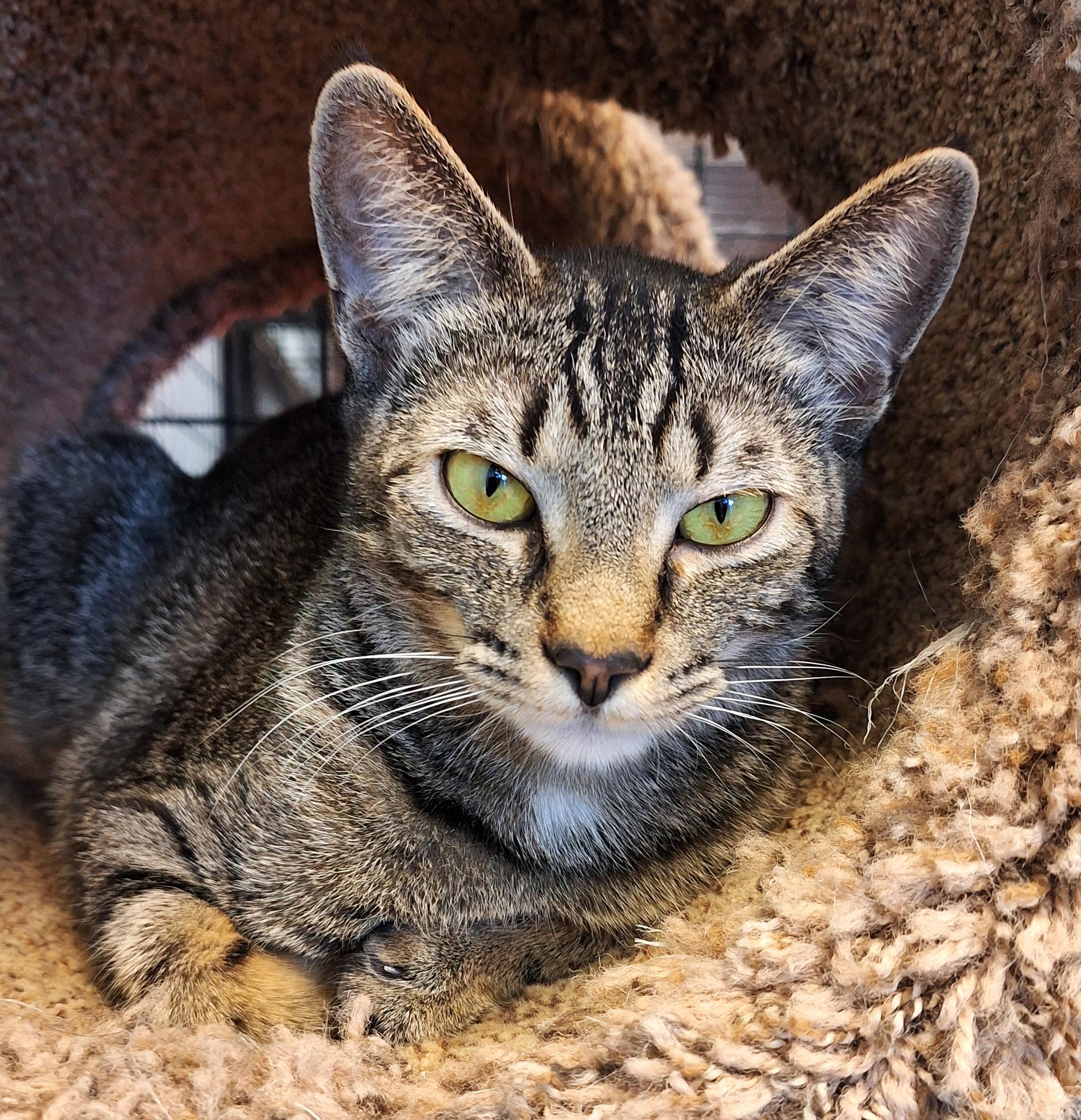 Tutie, adopted, Adult Female Domestic Short Hair & Tabby.