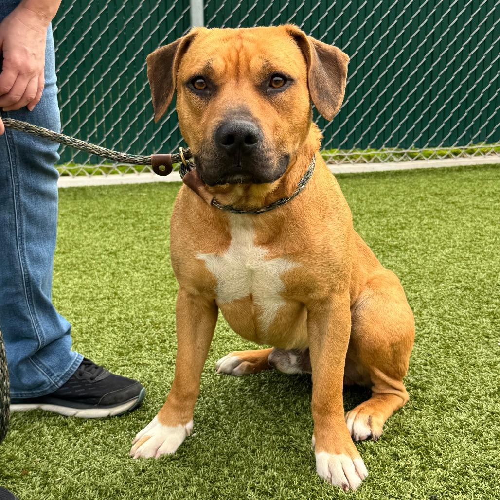 Rio, a Adoptable Mixed Breed in Nashville, IN image 1/6