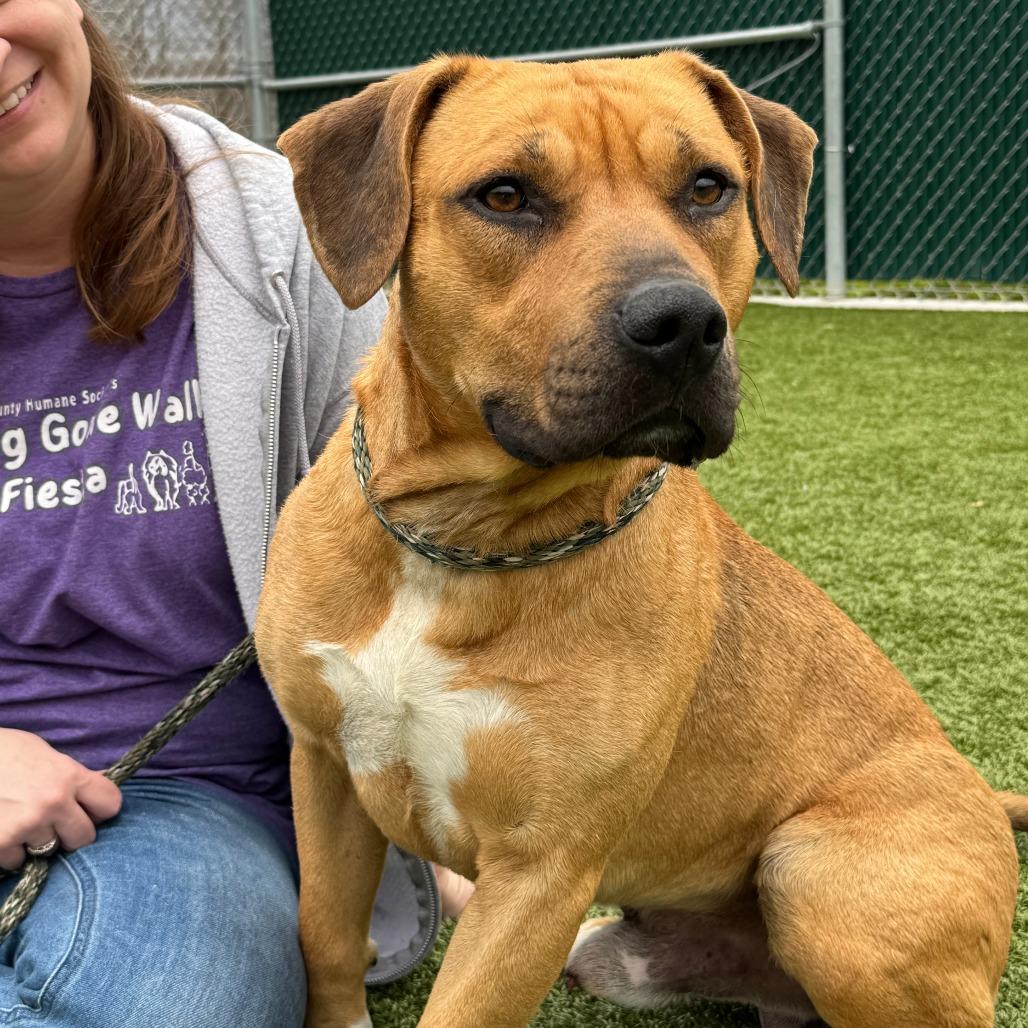 Rio, a Adoptable Mixed Breed in Nashville, IN image 2/6