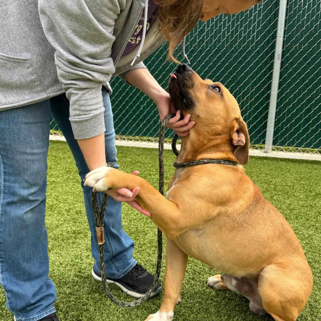 Rio, a Adoptable Mixed Breed in Nashville, IN image 3/6