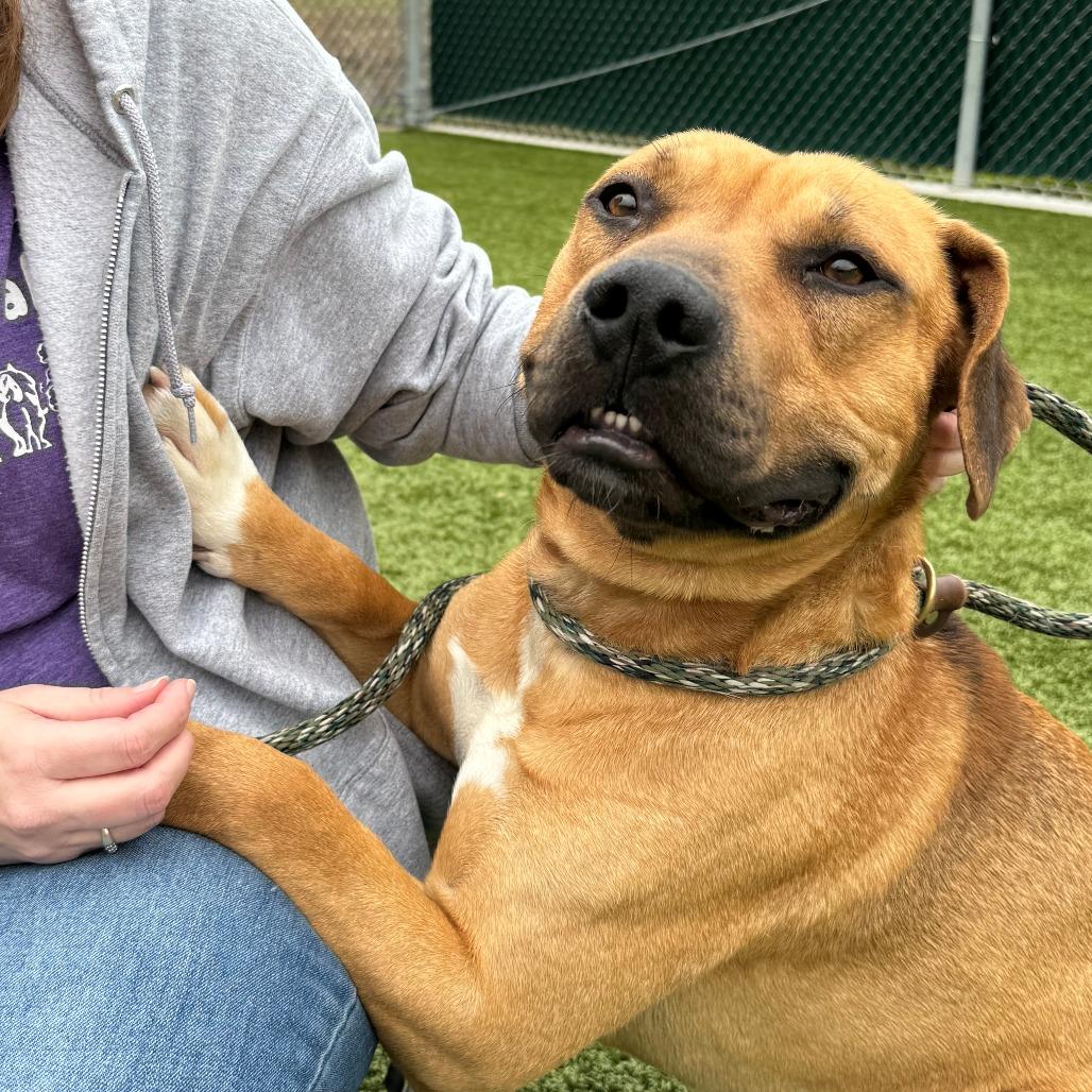 Rio, a Adoptable Mixed Breed in Nashville, IN image 4/6