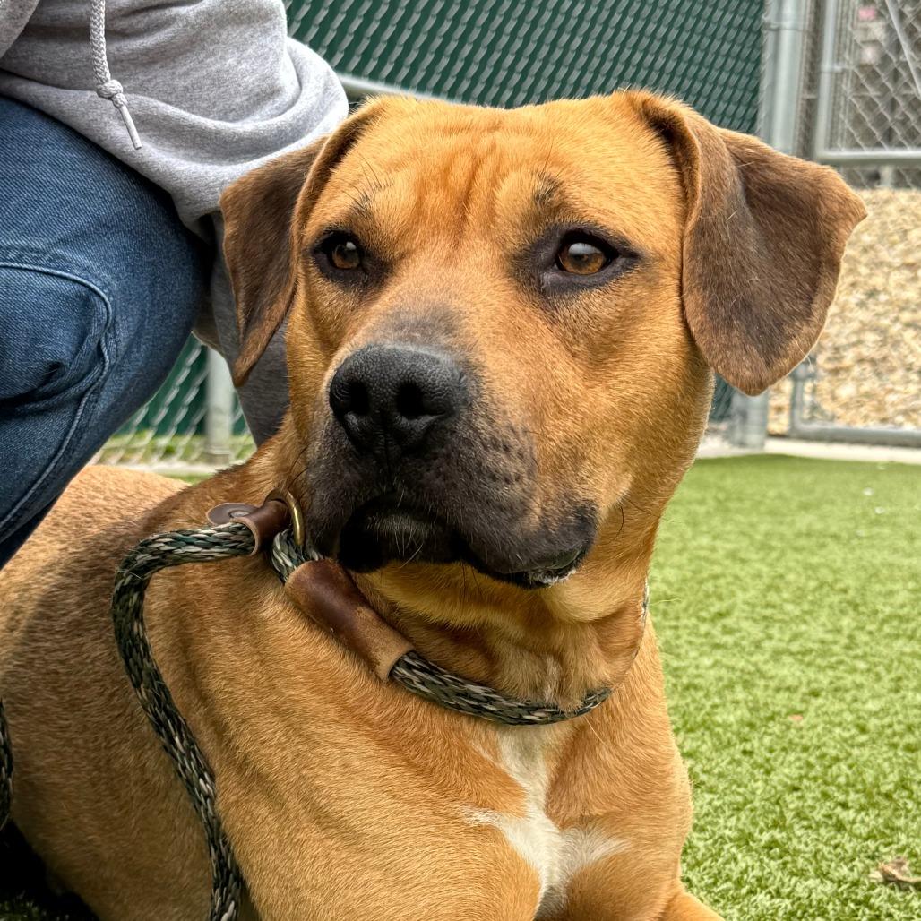 Rio, a Adoptable Mixed Breed in Nashville, IN image 5/6