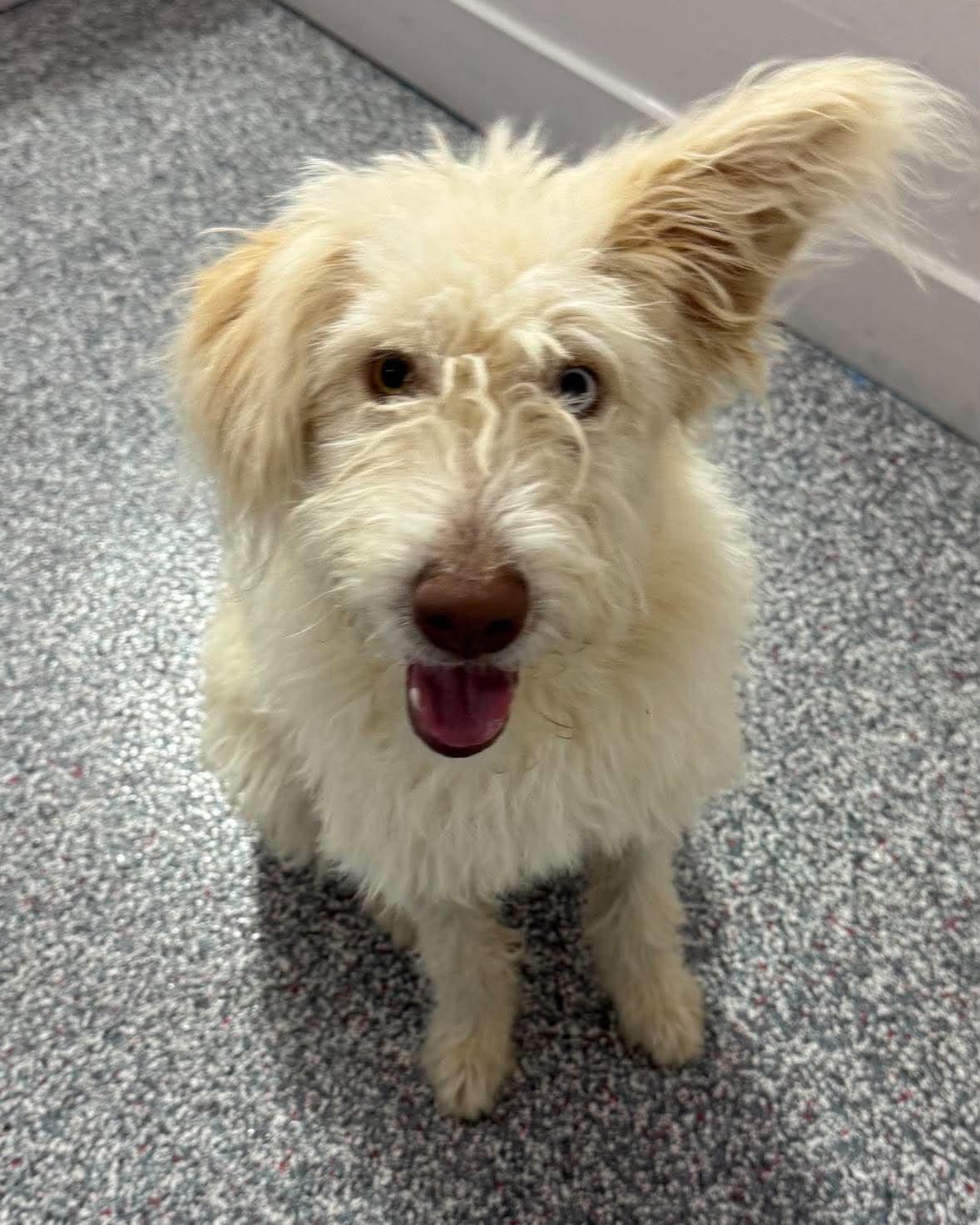 Punky Brewster, adopted, Young Female Labradoodle.