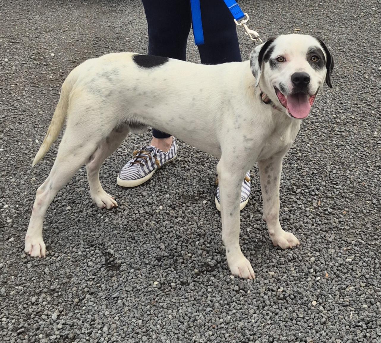 Enlarge Kip, a Adoptable English Pointer in Winchester, IL image 1/3