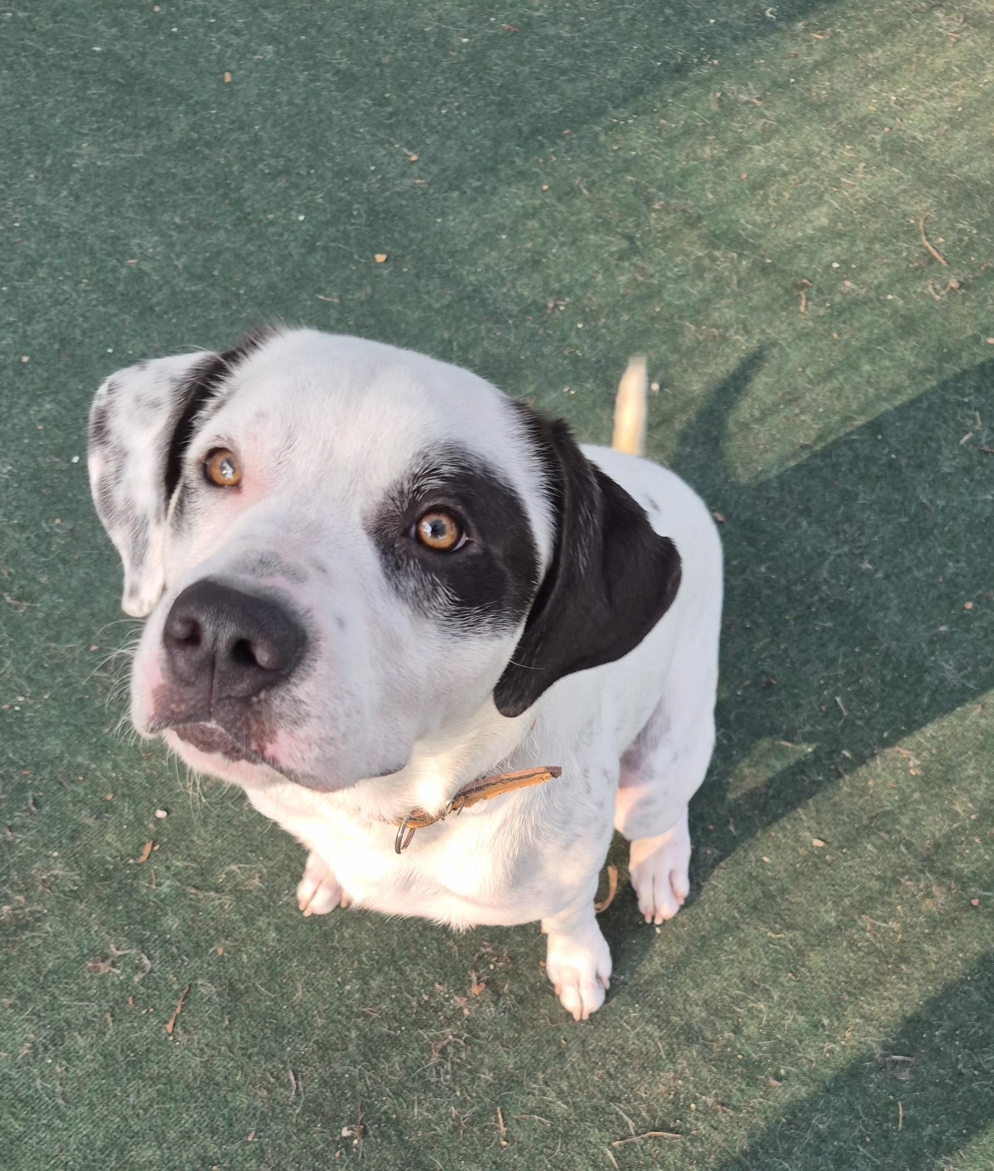 Enlarge Kip, a Adoptable English Pointer in Winchester, IL image 3/3