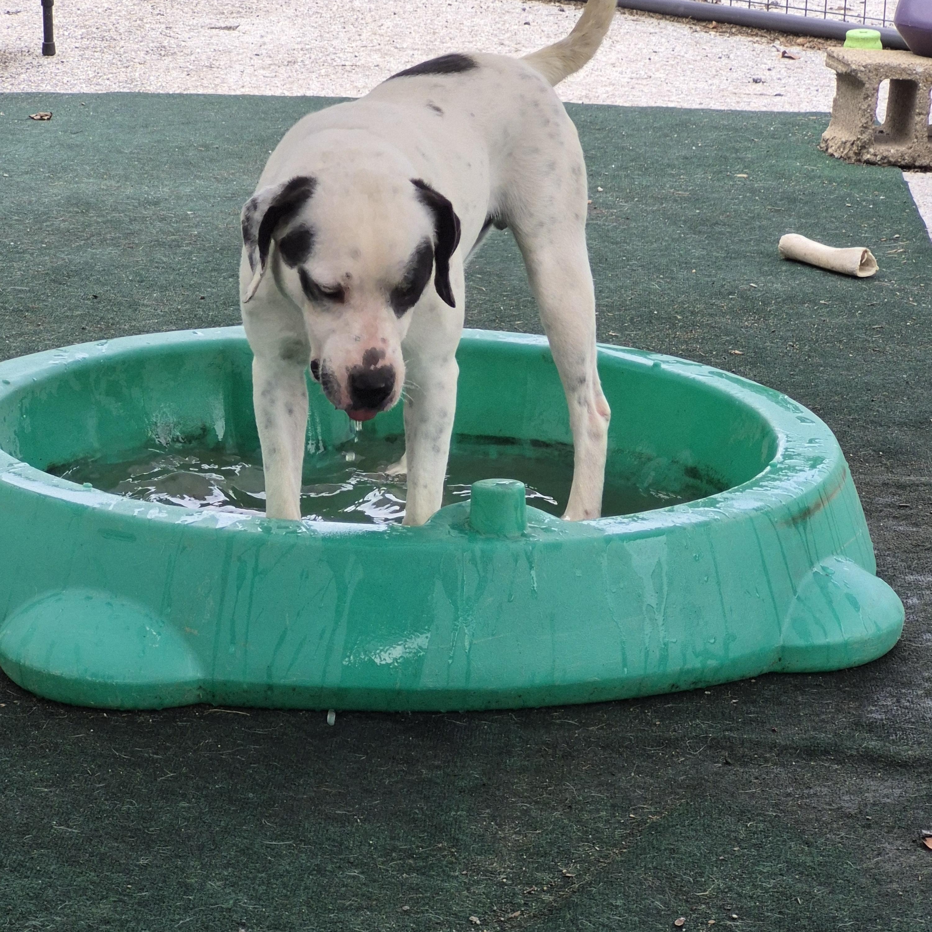 Enlarge Kip, a Adoptable English Pointer in Winchester, IL image 2/3