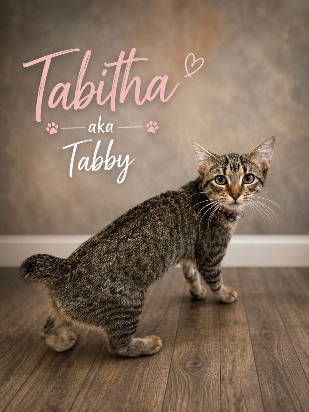 Tabby photo