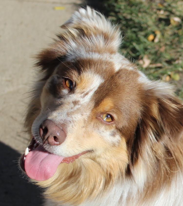 Enlarge Falcon, a Adopted Australian Shepherd in Denver, CO image 1/6