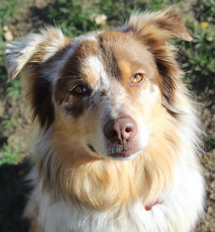 Enlarge Falcon, a Adopted Australian Shepherd in Denver, CO image 3/6