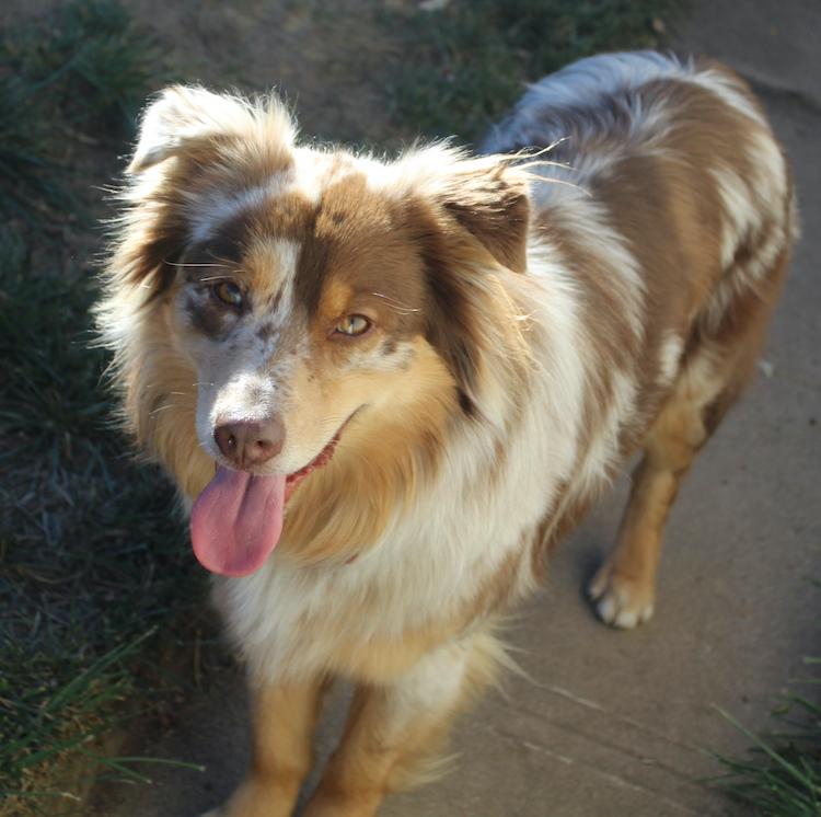 Enlarge Falcon, a Adopted Australian Shepherd in Denver, CO image 6/6