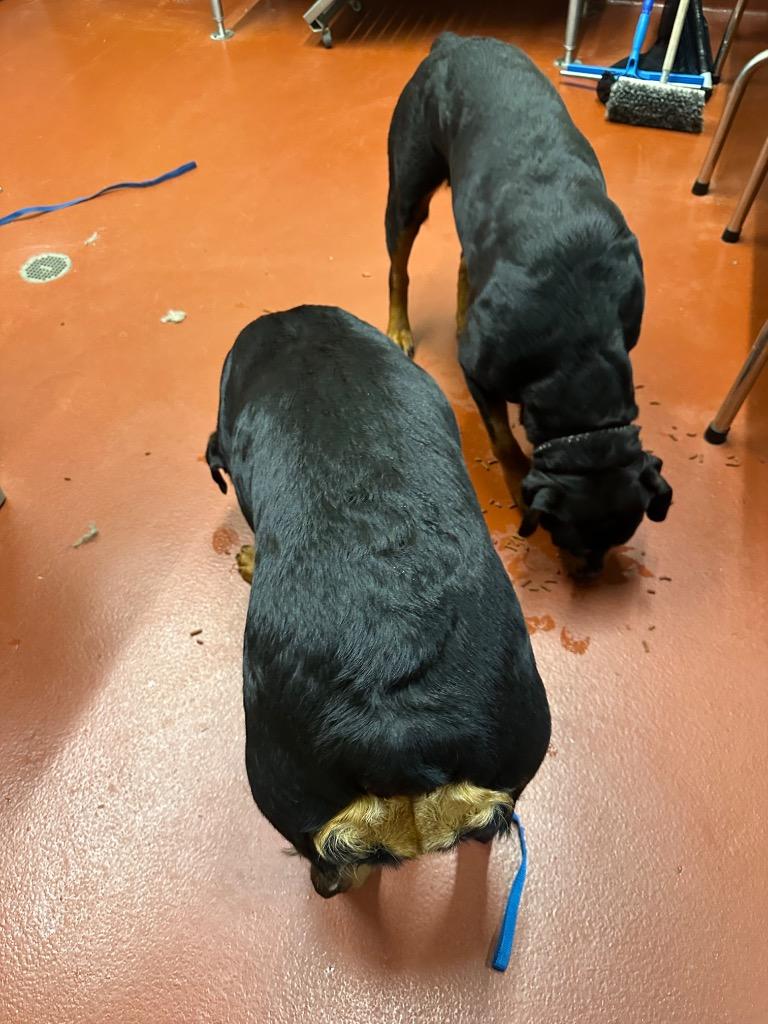 Rasberry thumbnail 3