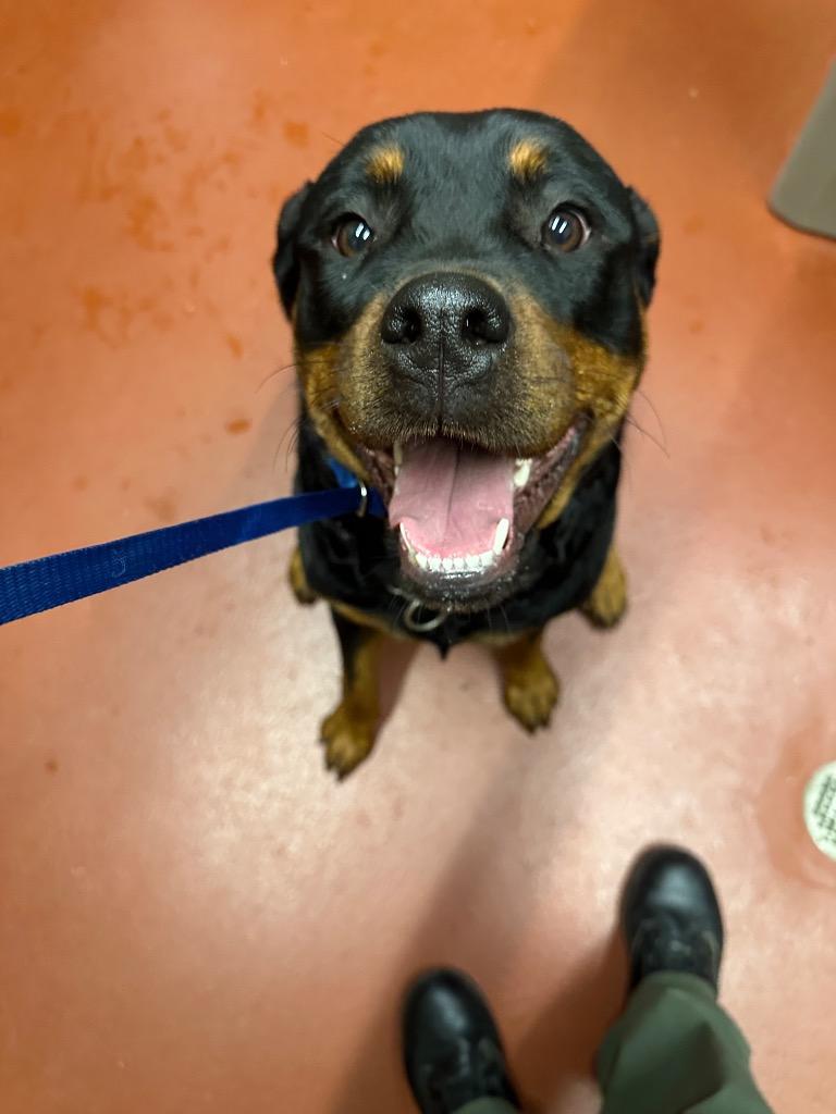 Rasberry thumbnail 4