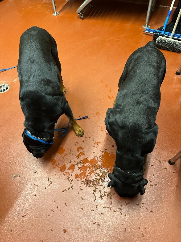 Rasberry thumbnail 5