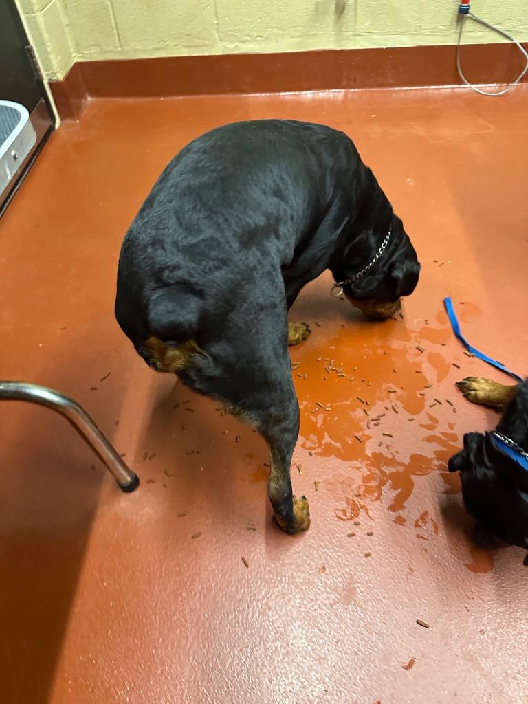 Rasberry thumbnail 6