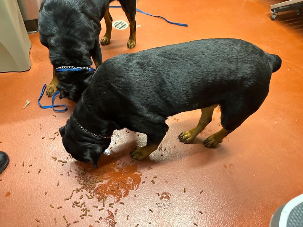 Rasberry thumbnail 7