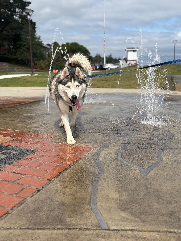Joe, Adoptable, Adult Male Husky.
